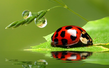 Картинка животные божьи+коровки отражение насекомые зелень роса вода капли рендеринг макро божья коровка жук