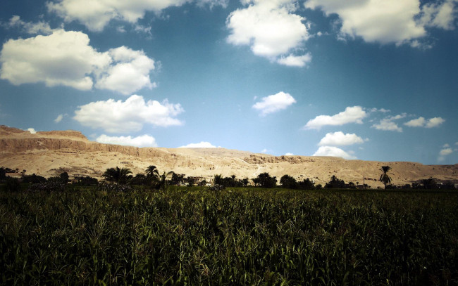Обои картинки фото природа, поля, небо, облака, поле, горы, скалы, пальмы, кукуруза
