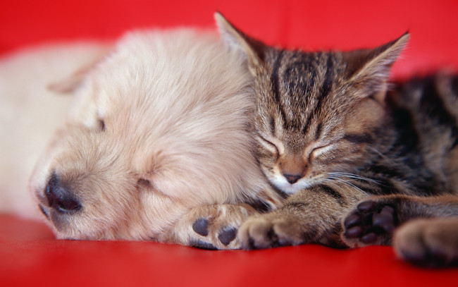Обои картинки фото животные, разные вместе, кошка, друзья, мило, спят, щенок, собака, диван, нитки, пряжа, котенок, красный