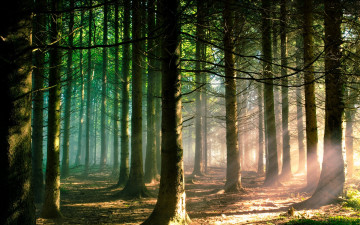 Картинка природа лес деревья лучи