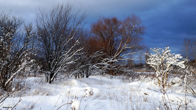 Обои картинки фото природа, зима, кусты, снег