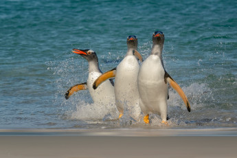 Картинка животные пингвины птичка
