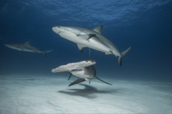 Картинка животные акулы океан