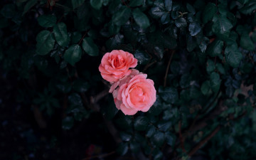 Картинка цветы розы дуэт