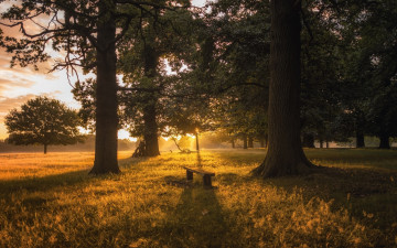 Картинка природа лес скамейка закат роща деревья
