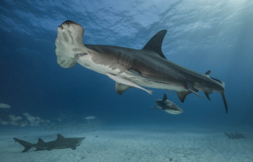 Картинка животные акулы океан