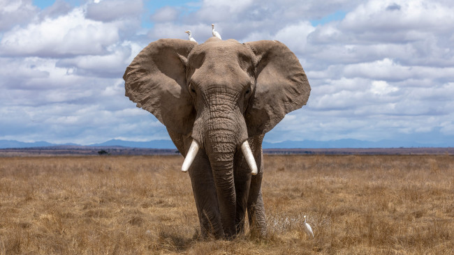 Обои картинки фото животные, слоны, саванна