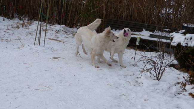 Обои картинки фото животные, собаки, скамейка, снег, белые, пара