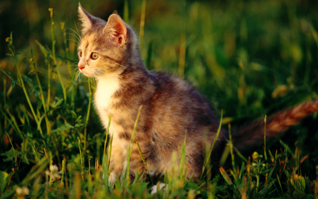 Обои картинки фото животные, коты, трава, котенок