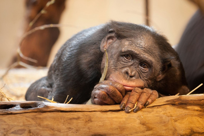 Обои картинки фото животные, обезьяны, бревно, шимпанзе, обезьяна