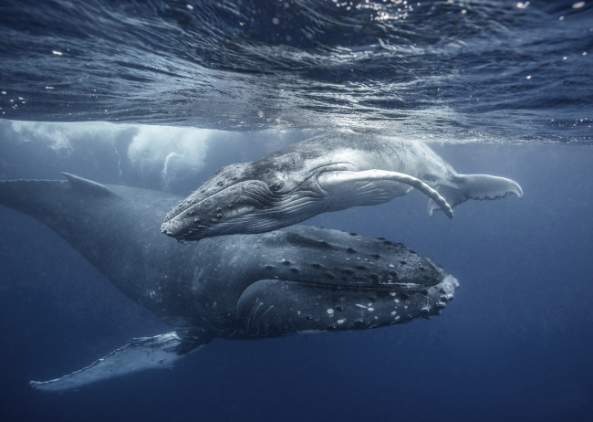 Обои картинки фото животные, киты,  кашалоты, океан