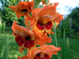 Картинка цветы гладиолусы персиковый гладиолус