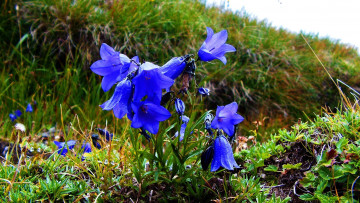 Картинка цветы колокольчики синие луг трава