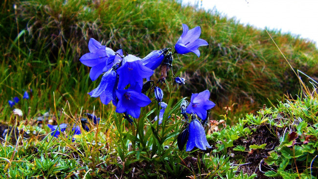 Обои картинки фото цветы, колокольчики, синие, луг, трава
