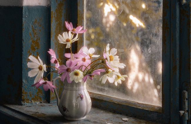 Обои картинки фото цветы, космея, окно, кувшин, букет