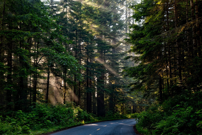 Обои картинки фото природа, лес, дорога, деревья, лучи, солнца