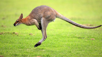 Картинка животные кенгуру трава