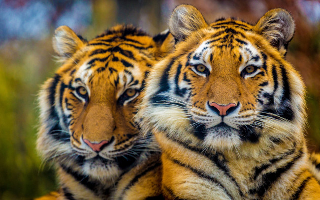 Обои картинки фото животные, тигры, взгляд, тигр, вместе, портрет, пара, морды, два, тигра