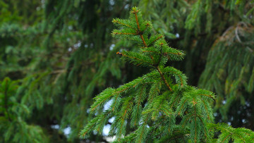 обоя природа, деревья, green, forest, tree, spruce, twig