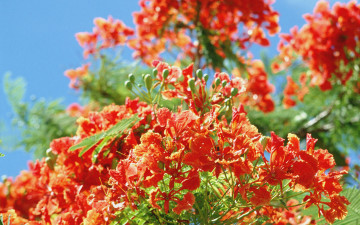 Картинка цветы делоникс королевский огненное дерево