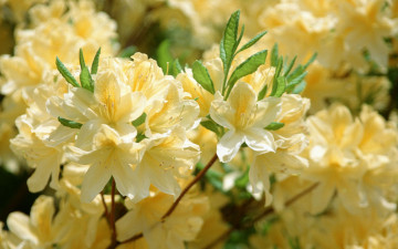 Картинка цветы рододендроны азалии