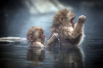 Картинка животные обезьяны вода Японские макаки детёныш japanese macaque купание