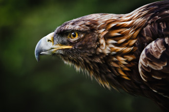 Картинка животные птицы хищники орел профиль красавец