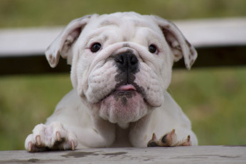 Картинка животные собаки английский бульдог щенок