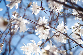 Картинка цветы магнолии ветки весна