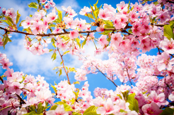 Картинка цветы сакура вишня деревья весна небо ветки