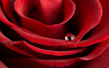 Картинка цветы розы роза красная лепестки капля