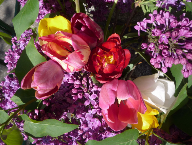 Обои картинки фото цветы, разные, вместе, тюльпаны, сирень
