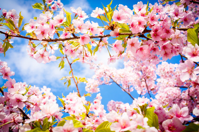 Обои картинки фото цветы, сакура, вишня, деревья, весна, небо, ветки