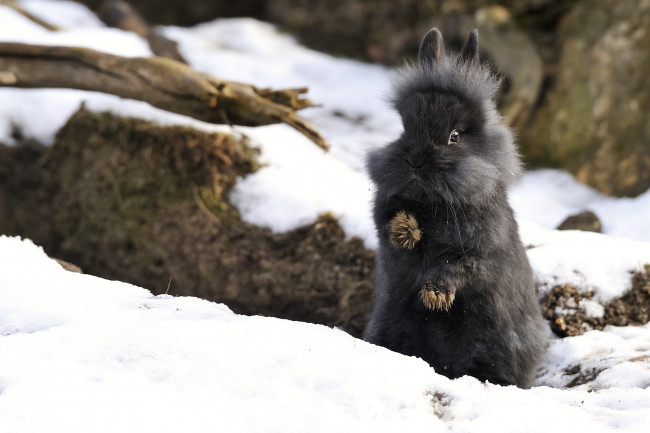 Обои картинки фото животные, кролики, зайцы, снег, кролик