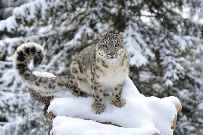Обои картинки фото животные, снежный, барс, ирбис, снег, хвост