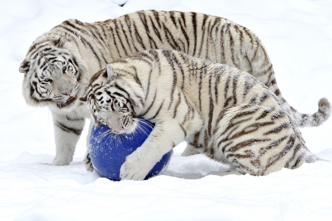 Обои картинки фото животные, тигры, пара, игра, мяч, снег