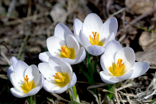 Обои картинки фото цветы, крокусы, весна, белый
