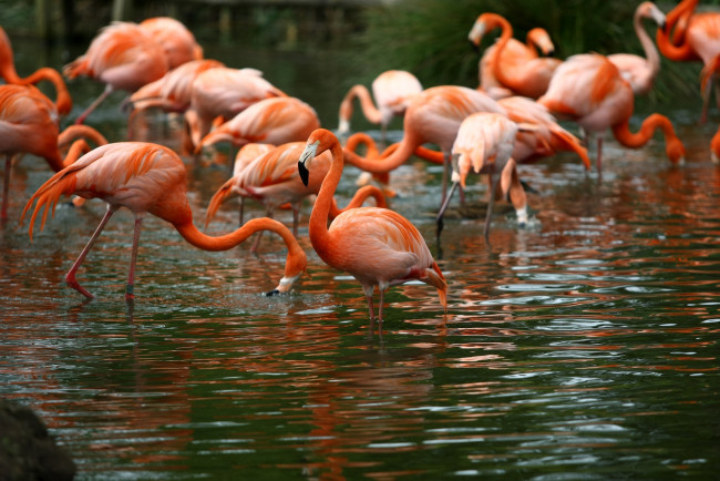 Обои картинки фото животные, фламинго, вода, розовый, отражение