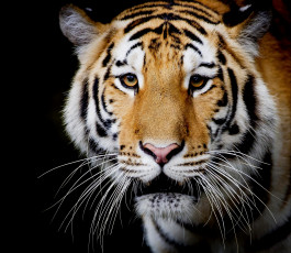 Картинка животные тигры темный фон амурский тигр