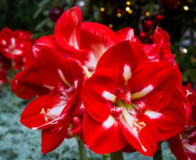 Картинка цветы амариллисы +гиппеаструмы красная амариллис