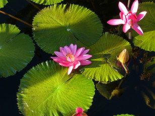 Картинка цветы лилии+водяные +нимфеи +кувшинки кувшинки лилии озеро