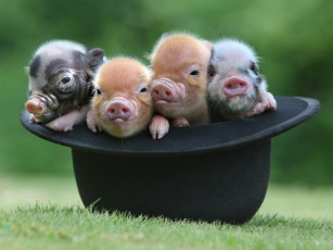 обоя животные, свиньи,  кабаны, квартет, поросята, шляпа