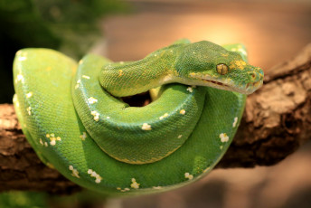Картинка животные змеи +питоны +кобры зеленый