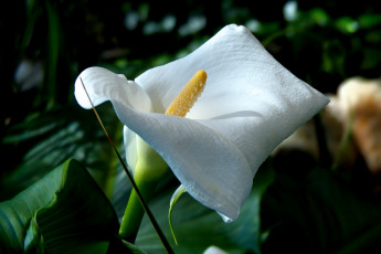Картинка цветы каллы листья белая калла