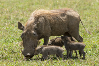 Картинка животные свиньи +кабаны бородавочник