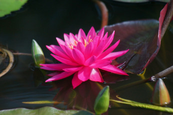 Картинка цветы лилии+водяные +нимфеи +кувшинки розовая водяная лилия листья озеро