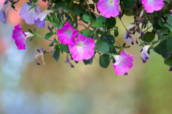 Картинка цветы петунии +калибрахоа ипомеи вьюнки фиолетовые