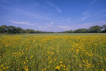 Картинка природа луга цветы трава лес поле