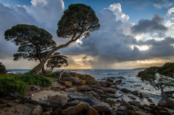 Картинка природа побережье деревья камни волны горизонт берег океан