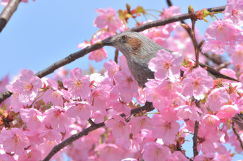 Картинка животные птицы птица дерево ветки цветы